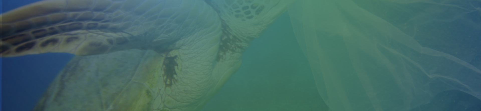 una tartaruga nel mare che mangia un sacchetto di plastica