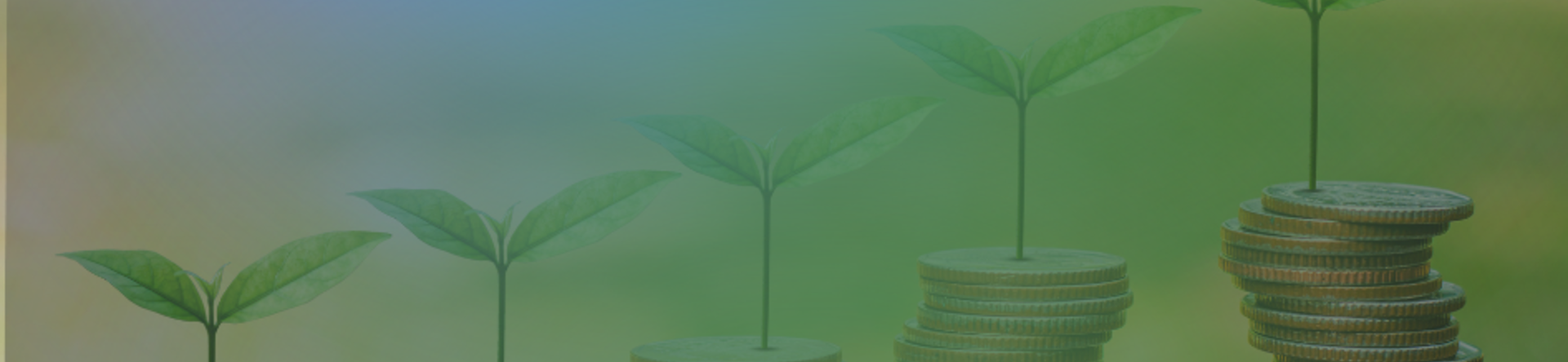 coins stack on wood table with green plant growing on