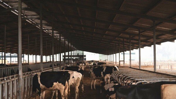 cows inside an outdoor stable