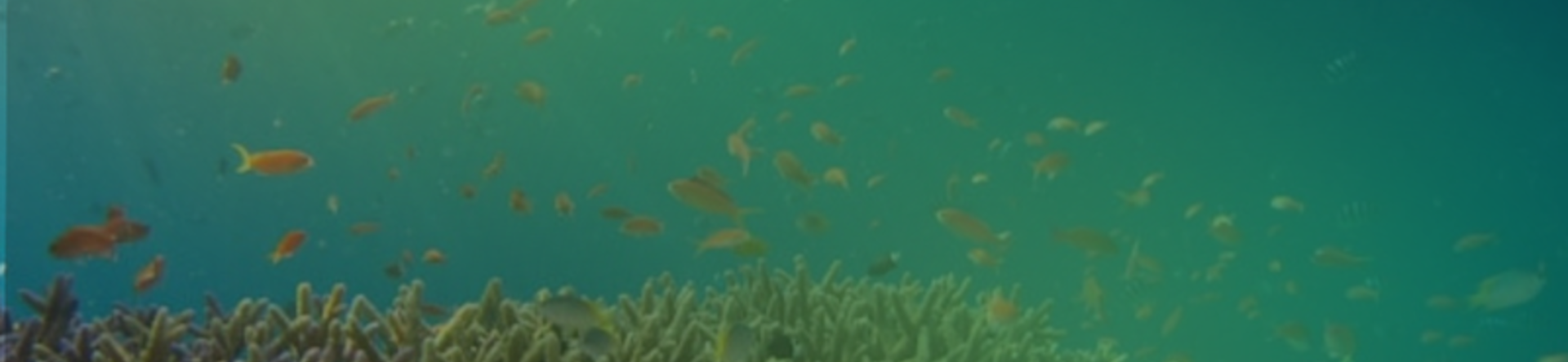 Mediterranean Sea: restoring the world beneath the waves